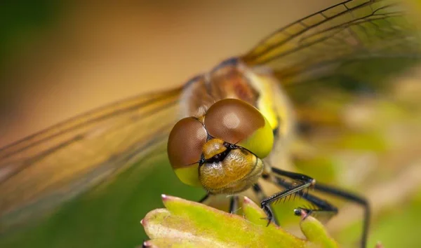 Entomologia Odonata Inseto Libélula — Fotografia de Stock