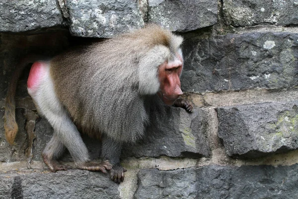 Macaco Animal Mamífero Primata — Fotografia de Stock