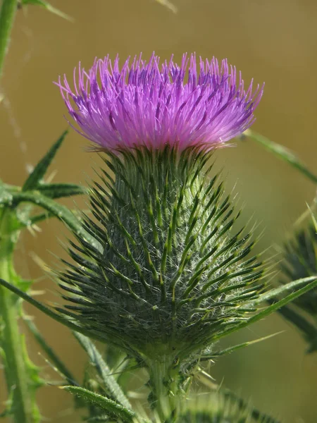 Spear Thistle Pink Flower Closeup Pollen Flower Nectar Production Spear — Foto de Stock