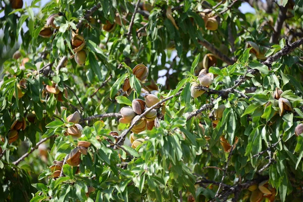 Almond Just Harvest Spain — Stock Photo, Image
