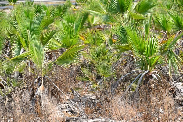Palm Leaves Spanyolországban — Stock Fotó