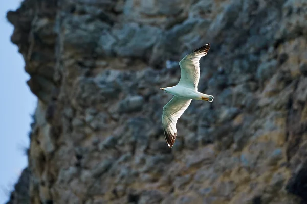 Seagull flies in front of a rockface. The light are well and the eavening