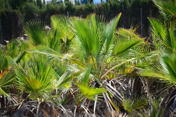 Tropische Palmbomen Bladeren Flora — Stockfoto