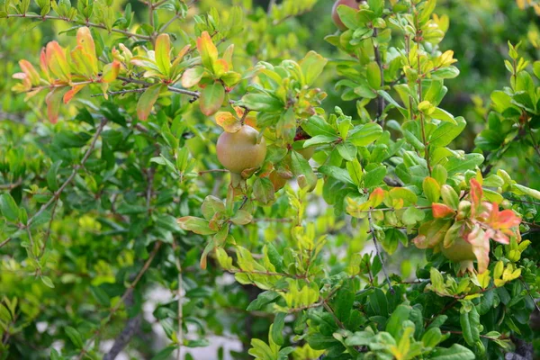 Melograno Albero Frutto Flora Fogliame — Foto Stock