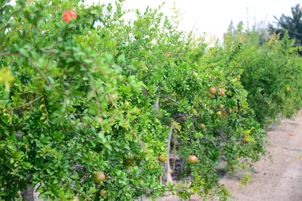 Romã Árvore Frutas Flora Folhagem — Fotografia de Stock