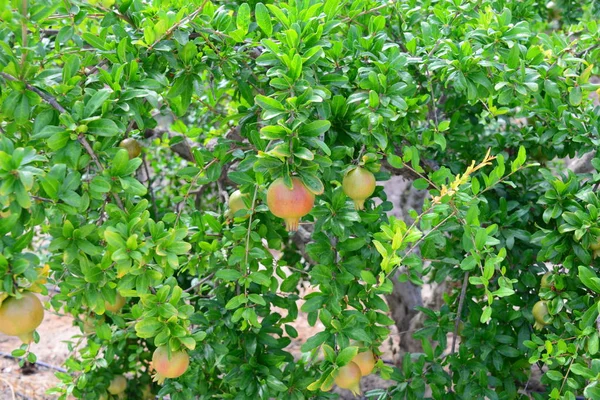 Árbol Granadas Árbol Frutas Con Hojas — Foto de Stock