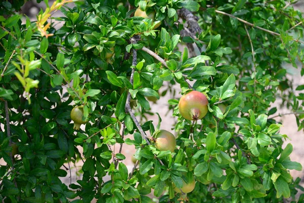 Melograno Albero Frutto Flora Fogliame — Foto Stock