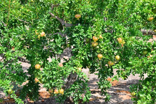 Árboles Frutales Granada Flora Follaje — Foto de Stock