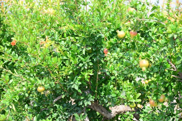 ザクロの木葉のある果物の木 — ストック写真