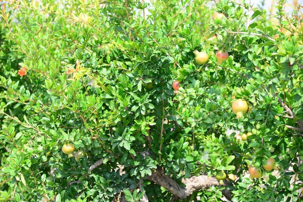 Melograno Albero Frutto Con Foglie — Foto Stock