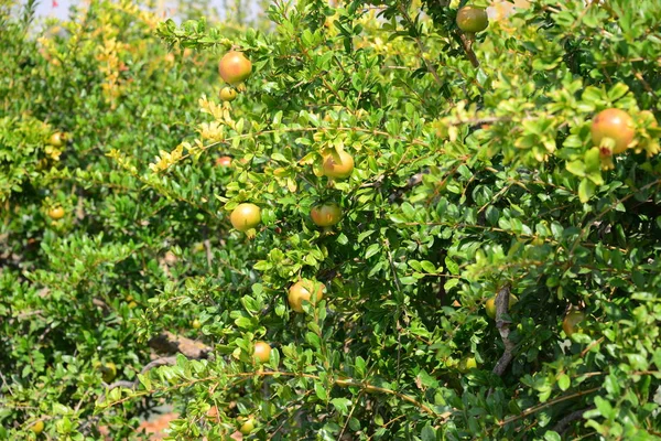 Granátové Jablko Ovocný Strom Flóra Listoví — Stock fotografie
