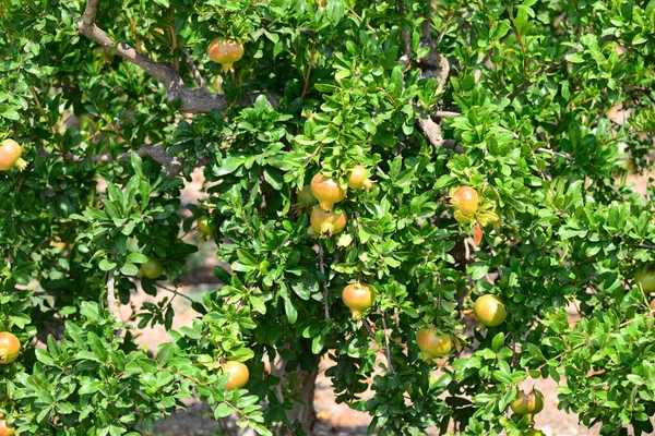 Granatapfel Obstbaum Flora Und Laub — Stockfoto