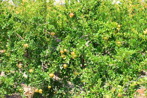 石榴果 植物及树叶 — 图库照片