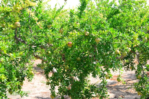 石榴果 植物及树叶 — 图库照片