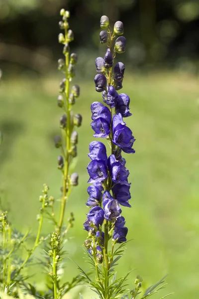 Beautiful Botanical Shot Natural Wallpaper Stock Picture