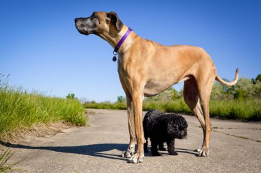 Great Dane standing over little black dog clipart