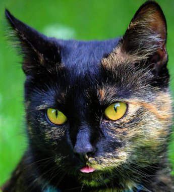 Portrait of a cute cat  clipart