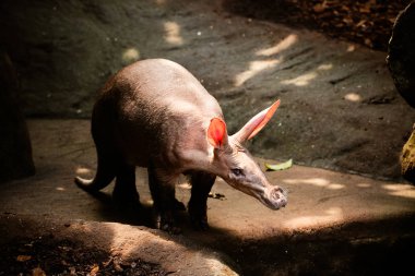 close up of an aardvark (orycteropus afer) clipart