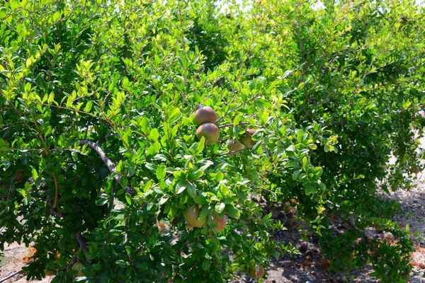 Granatapfel Obstbaum Flora Und Laub — Stockfoto