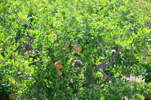 Granatapfel Obstbaum Flora Und Laub — Stockfoto