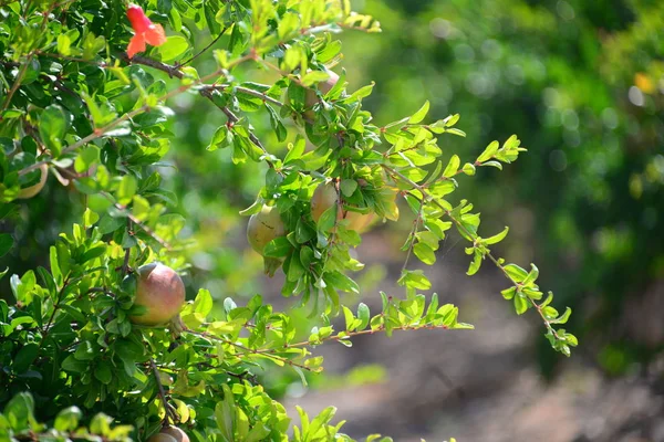 Romã Árvore Frutas Flora Folhagem — Fotografia de Stock