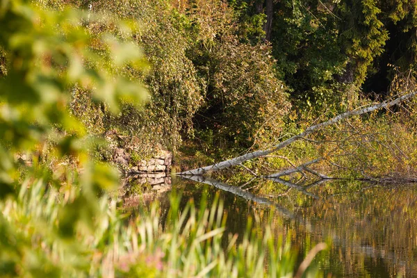 Étang Robe Automne — Photo