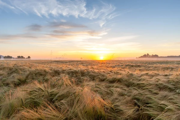 Jungweizen Wächst Grünen Feld Unter Blauem Himmel Bei Sonnenuntergang — Stockfoto