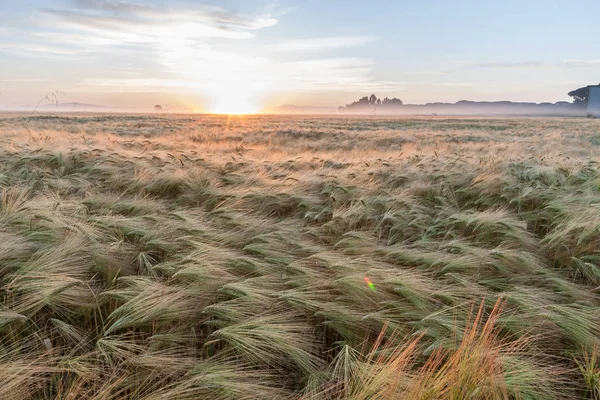 Jungweizen Wächst Grünen Feld Unter Blauem Himmel Bei Sonnenuntergang — Stockfoto