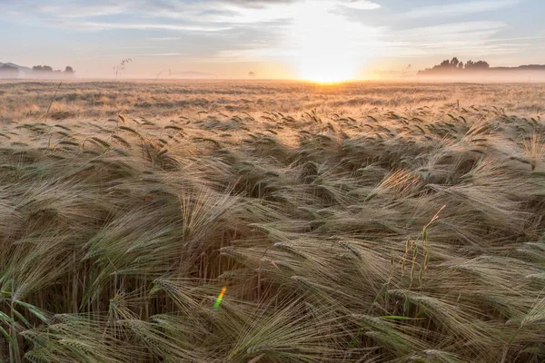 Jungweizen Wächst Grünen Feld Unter Blauem Himmel Bei Sonnenuntergang — Stockfoto