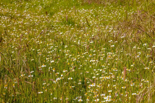 Prado Margaridas Selvagens Brancas Primavera — Fotografia de Stock