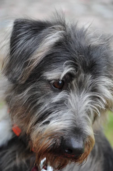Dog Portrait Gray Haired Mongrel — Stock Photo, Image