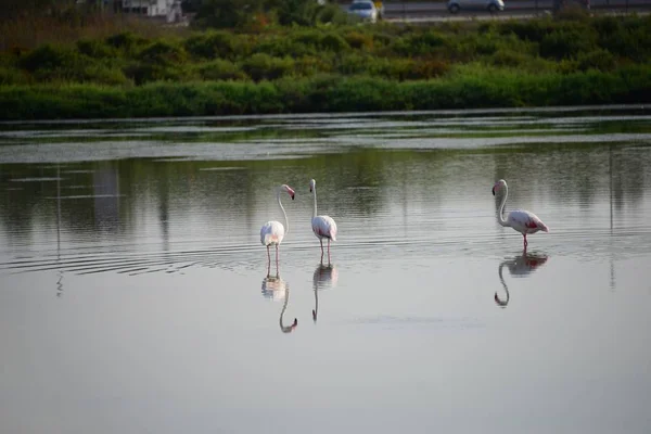 Flamingi Hiszpanii Pobliżu Santa Pola Costa Blanca — Zdjęcie stockowe