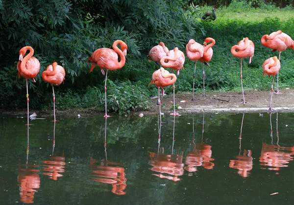 Vista Panorâmica Flamingos Majestosos Natureza — Fotografia de Stock