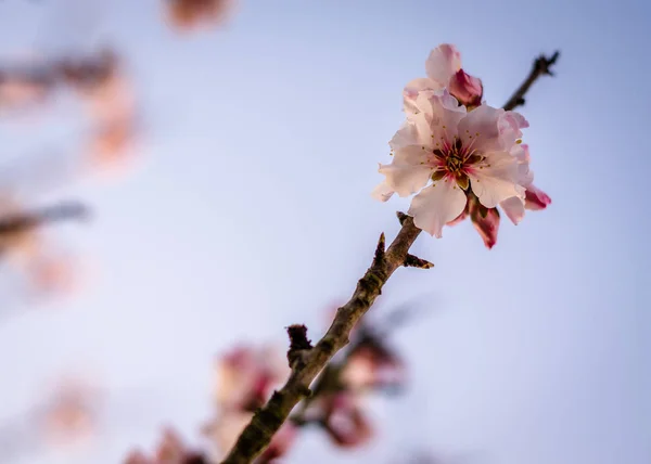 Bahar Çiçekleri Ağaç Dallarında Çiçek Açar Bahar Çiçekleri Açar — Stok fotoğraf