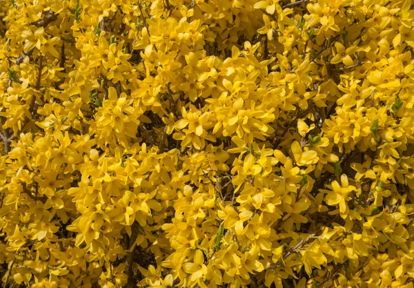 Gele Bloemen Van Een Weelderige Bloeiende Forsythia Close — Stockfoto