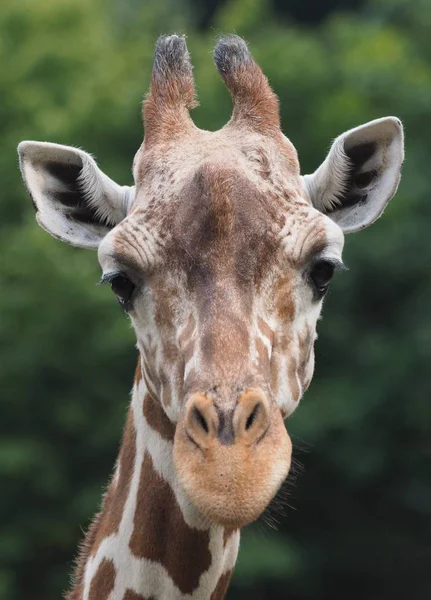 Animal Alta Girafa Mamífero Herbívoro Africano — Fotografia de Stock