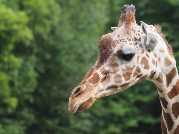 Alta Jirafa Animal Mamífero Herbívoro Africano —  Fotos de Stock