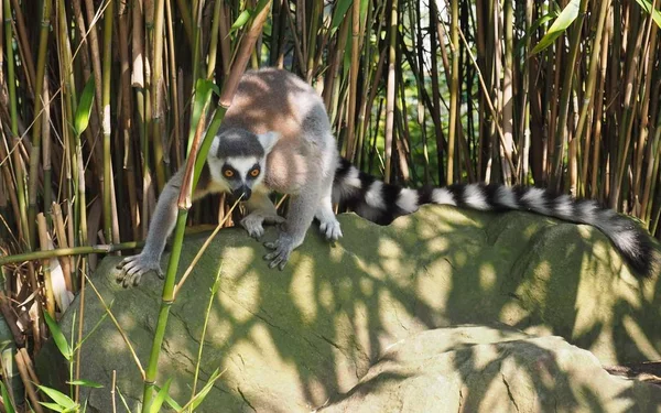 Ring tailed lemur animal, flora and fauna