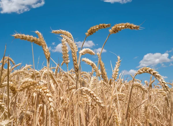Светло Коричневая Спелая Пшеница Крупным Планом — стоковое фото