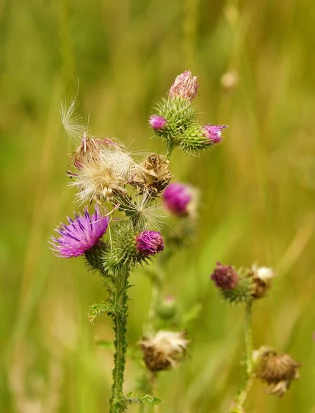 Flora Silvestre Archivada Cardo — Foto de Stock