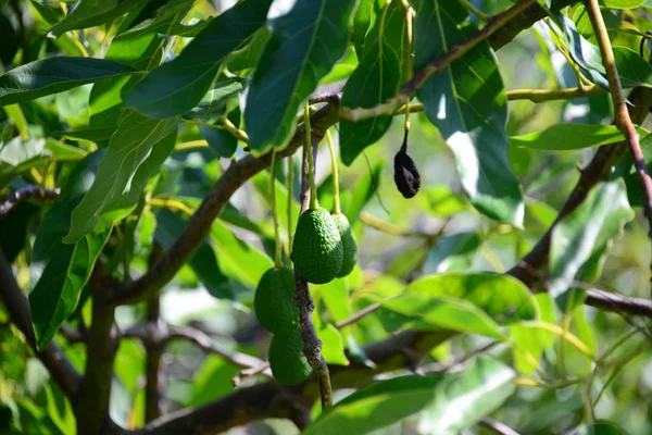 avocados on tree, green leaves, flora and foliage