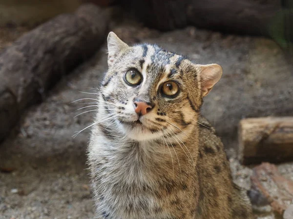 Niedliche Flauschige Katze Mit Großen Augen — Stockfoto
