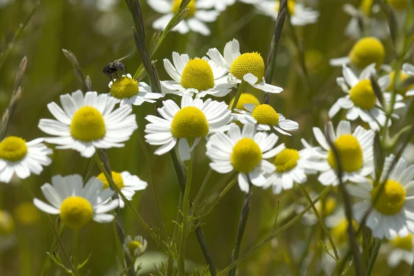 Fehér Százszorszép Virágok Kertben — Stock Fotó