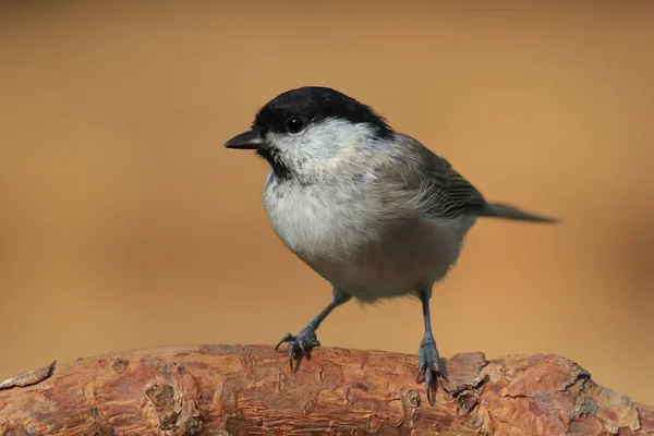 Willow Tit Pine Bough — Stok fotoğraf