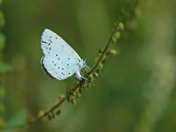 Oviposition Του Buckthorn Bluebell Celastrina Argiolus Λευκό Τριφύλλι Melilotus Albus — Φωτογραφία Αρχείου