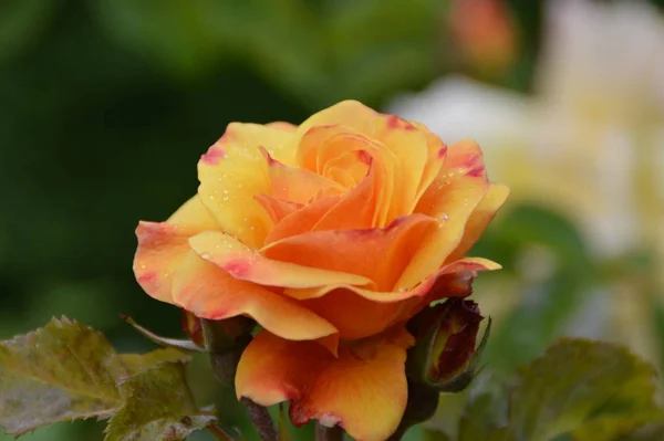 Orange Rose Water Drops — Stock Photo, Image