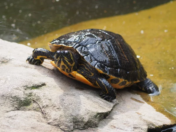 動物園での動物の閉鎖 — ストック写真