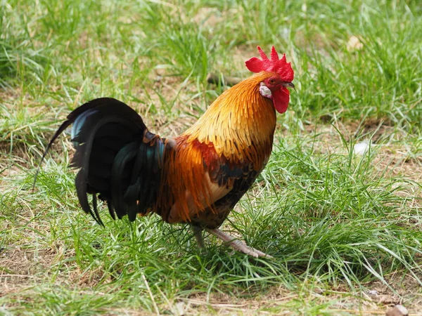 scenic view of beautiful bird at nature