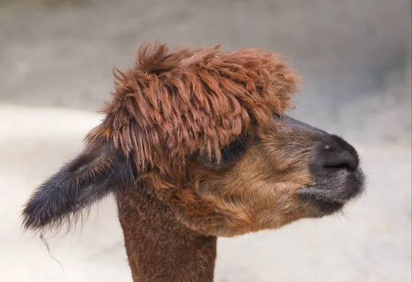 Divertente Animale Alpaca Mammifero Della Fauna Selvatica — Foto Stock