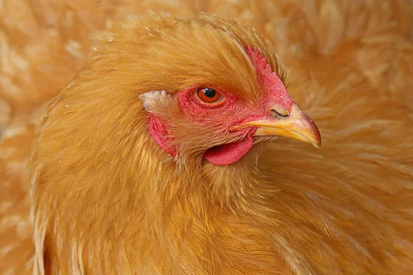 Cochin Old House Chicken Breed China — Stock fotografie